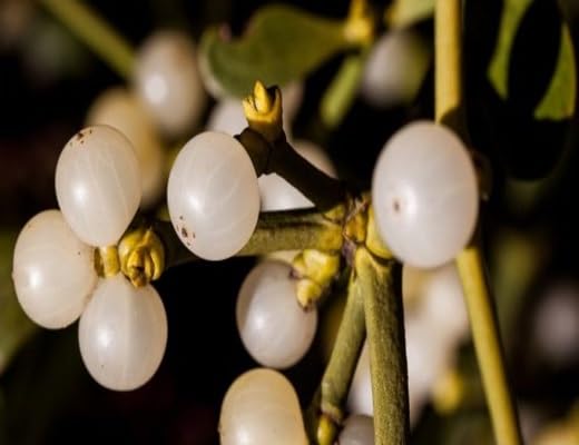 White Mistletoe Seeds Heirloom Non-GMO High Germination Organic Garden Seeds