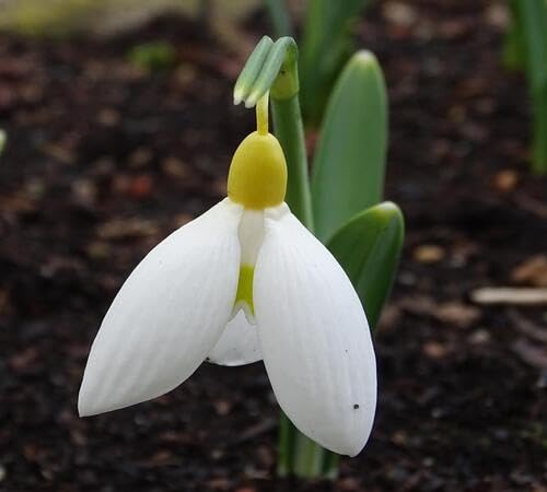 White Galanthus Flower Seeds Heirloom Non-GMO High Germination Organic Garden Seeds for Planting