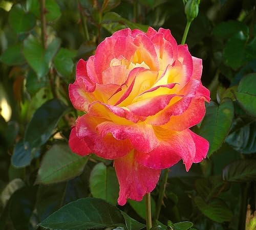 Yellow Pink Rose Flower Seeds Heirloom Non-GMO High Germination Organic Garden Seeds for Planting
