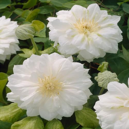 White Clematis Flower Seeds Heirloom Non-GMO High Germination Organic Garden Seeds for Planting