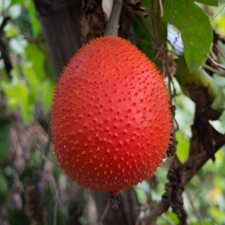 Gac Seeds – Heirloom, Non-GMO, High Germination Organic Garden Seeds