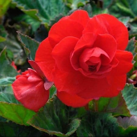 Red Double Begonia Flower Seeds for Planting – Heirloom, Non-GMO, High Germination Organic Garden Seeds