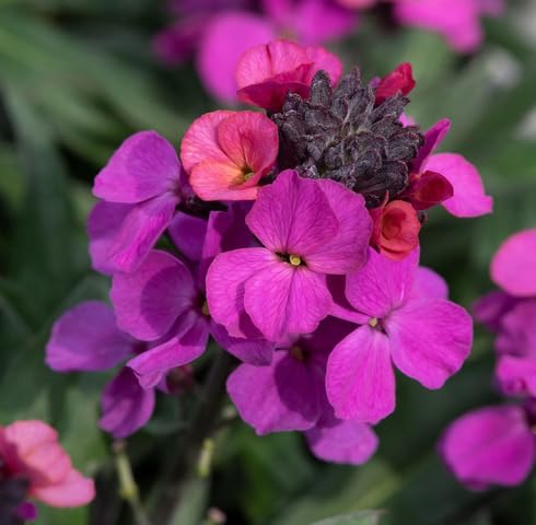 pink erysimum flower seeds