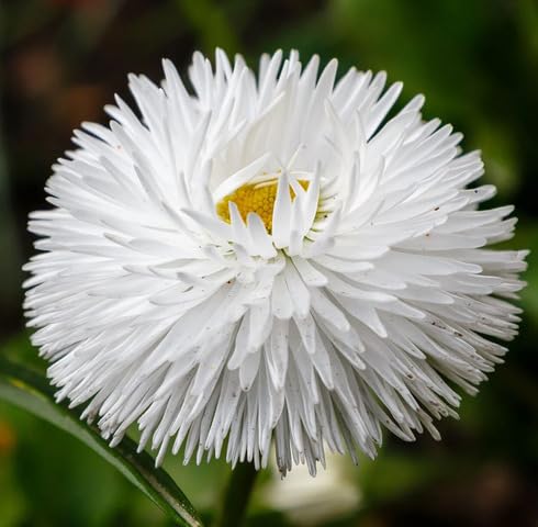 White Double Daisy Flower Seeds Heirloom Non-GMO High Germination Organic Garden Seeds for Planting