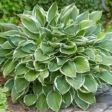 Hosta Perennial herb seeds