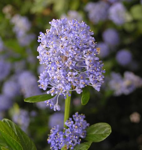 purple ceanothus flower seeds