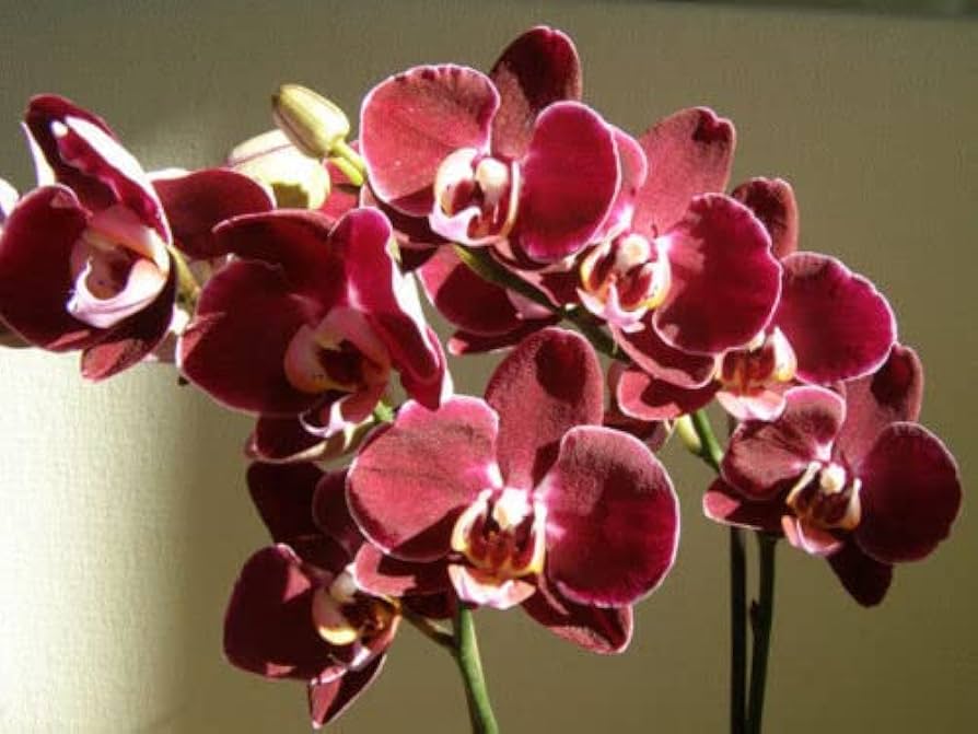 Maroon Orchid Flower Seeds – Heirloom, Non-GMO, High Germination Seeds
