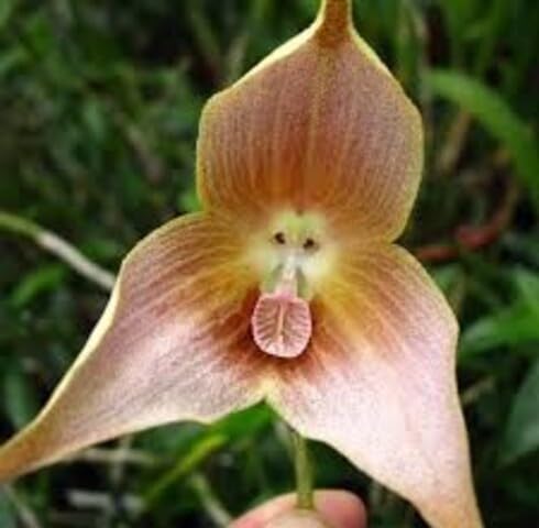 Semillas de Flores Drácula Marrón – Herencia, No OGM, Alta Germinación Semillas Orgánicas para Jardín