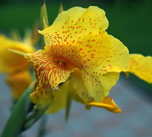 Yellow Canna Flower Seeds – Heirloom, Non-GMO, High Germination Organic Garden Seeds