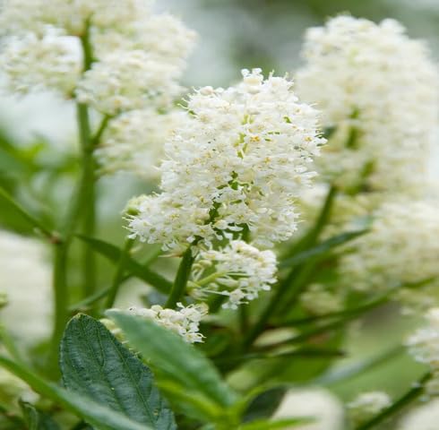 Weiße Ceanothus Blumensamen zum Pflanzen – Erbstück, gentechnikfrei, hohe Keimfähigkeit