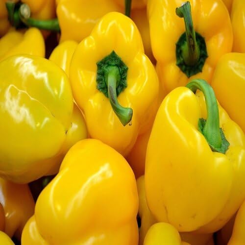 Yellow Pepper Seeds – Heirloom, Non-GMO, High Germination Organic Garden Seeds Planting