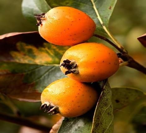 Persimmon Seeds Orange – Heirloom, Non-GMO, High Germination Organic Garden Seeds