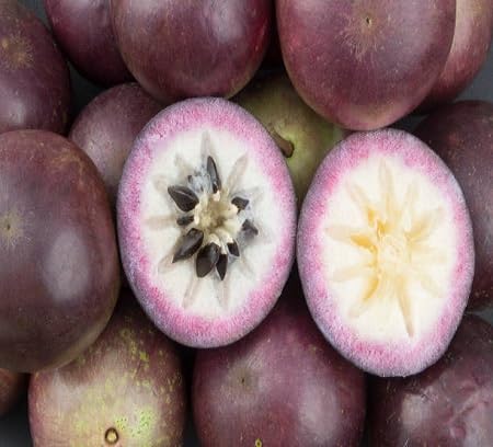 Caimito Seeds – Heirloom, Non-GMO, High Germination Organic Garden Seeds