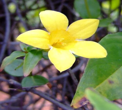 Yellow Jasmine Flower Seeds – Heirloom Non-GMO High Germination Seeds