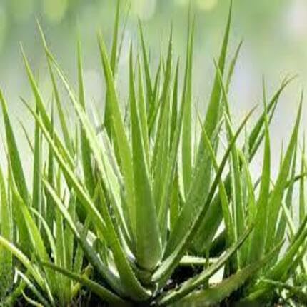 aloeveragreenheirloomnongmo flower seeds
