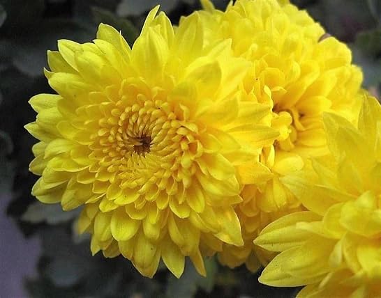 yellow chrysanthemum flower heirloom non-gmo seeds