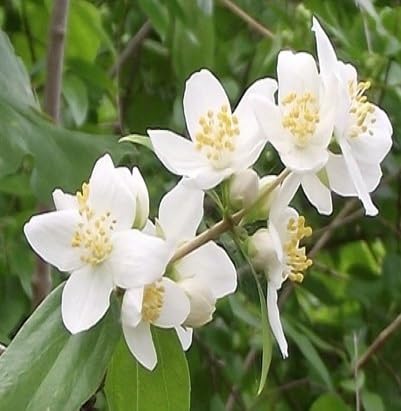 Semillas de flor Lewisii blancas, reliquia, sin OMG, alta germinación, semillas de jardín orgánicas para sembrar