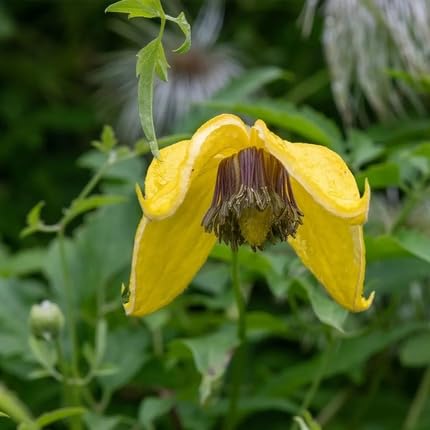 Yellow Clematis Flower Seeds – Heirloom, Non-GMO, High Germination Organic Garden Seeds
