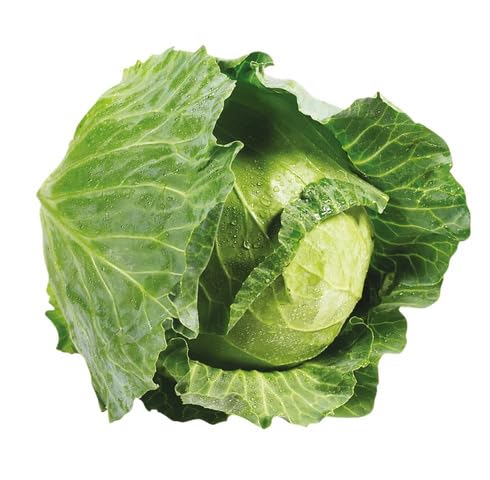 Green Cabbage Seeds – Heirloom, Non-GMO, High Germination Organic Garden Seeds Planting