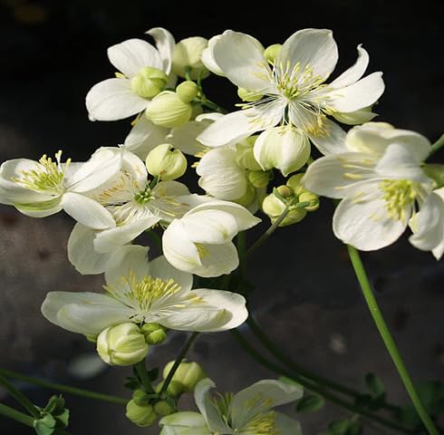 White Thalictrum Tuberosum Flower Seeds Heirloom Non-GMO High Germination Organic Garden Seeds for Planting