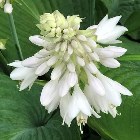 White Hosta Flower Seeds Heirloom Non-GMO High Germination Organic Garden Seeds for Planting