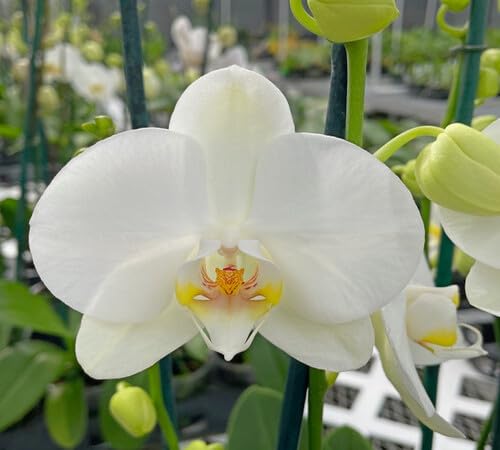 White Orchid Flower Seeds Heirloom Non-GMO High Germination Organic Garden Seeds