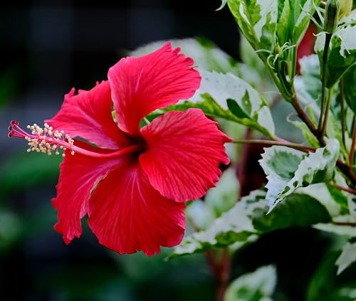 Red Hibiscus Rose Flower Seeds for Planting – Heirloom Non-GMO High Germination Organic Garden Seeds