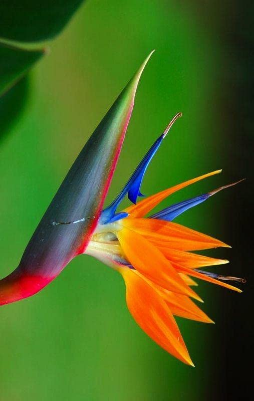 Mixed Strelitzia Reginae Flower Seeds – Heirloom, Non-GMO, High Germination Seeds