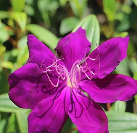 Tibouchina Flower Seeds Heirloom Non-GMO High Germination Organic Garden Seeds
