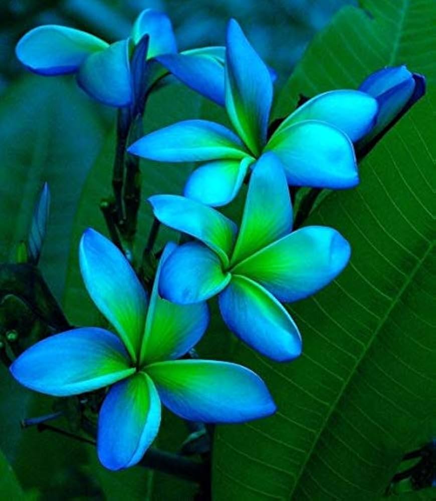 green blue flower seeds