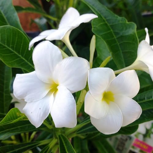 White Plumeria Flower Seeds for Planting – Heirloom, Non-GMO, High Germination