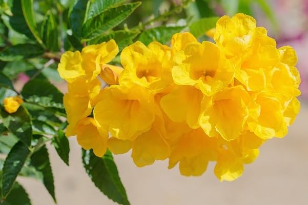 Tecoma Flower Seeds – Heirloom, Non-GMO, High Germination Organic Garden Seeds for Planting