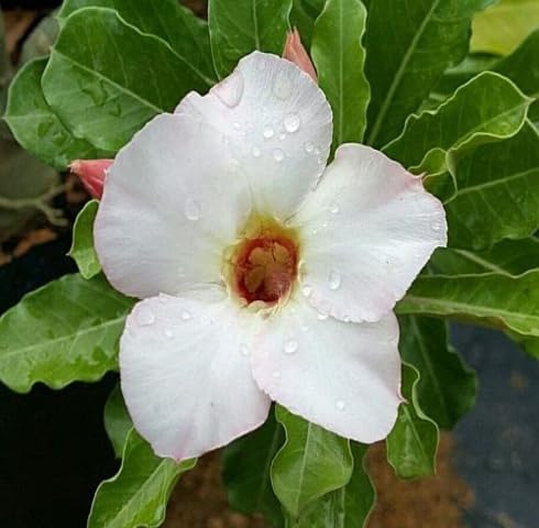 White Adenium Obesum Flower Seeds Heirloom Non-GMO High Germination Organic Garden Seeds