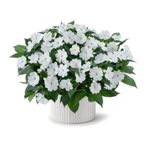White Impatiens Flower Seeds Heirloom Non-GMO High Germination Organic Garden Seeds for Planting