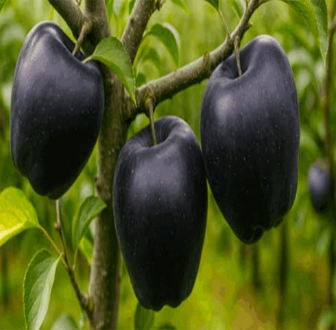 Black Apple Seeds – Heirloom, Non-GMO, High Germination Organic Garden Seeds