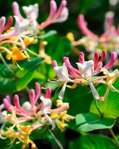 Pink Honeysuckle Flower Seeds Heirloom Non-GMO High Germination Organic Garden Seeds for Planting