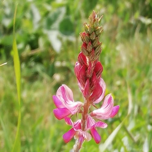 Semillas de flores Pink Viciifolia – Semillas de jardín orgánicas no modificadas genéticamente, de alta germinación, reliquia