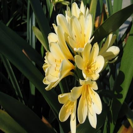 Yellow Clivia Flower Seeds – Heirloom, Non-GMO, High Germination Organic Garden Seeds