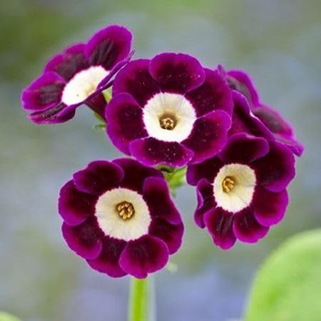 Semillas de flores de Prímula Púrpura – Semillas orgánicas de jardín para plantar, reliquia, sin OMG, alta germinación