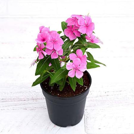 Vinca Flower Seeds – Heirloom Non-GMO High Germination Organic Garden Seeds