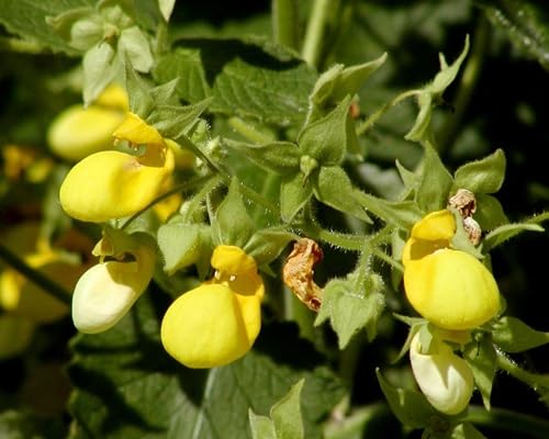 Yellow Calceolaria Flower Seeds – Heirloom Non-GMO High Germination Organic Garden Seeds