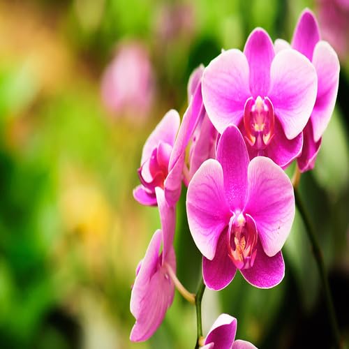 pink cymbidium orchid flower heirloom non-gmo seeds