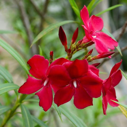 Red Nerium Flower Seeds – Heirloom, Non-GMO, High Germination Organic Garden Seeds for Planting