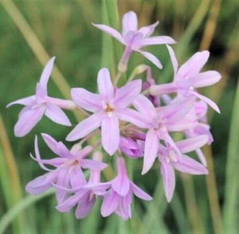 Purple Tulbaghia Violacea Flower Seeds – Heirloom Non-GMO High Germination Organic Garden Seeds