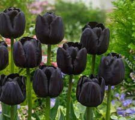 Tulip Flower Seeds Perennial for Planting – Heirloom, Non-GMO, High Germination