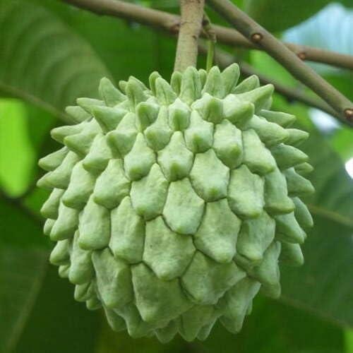 Green Rollinia Deliciosa Seeds – Heirloom, Non-GMO, High Germination Organic Garden Seeds