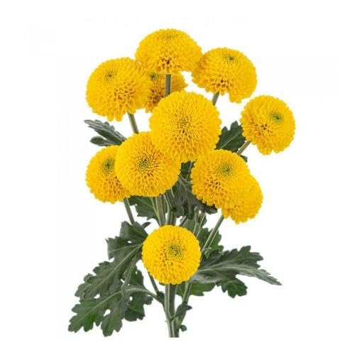 Yellow Button Flower Seeds for Planting – Heirloom, Non-GMO, High Germination Organic Garden Seeds