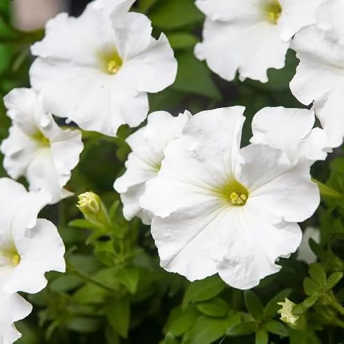White Petunia Flower Seeds – Heirloom, Non-GMO, High Germination Organic Garden Seeds for Planting, Seeds for Planting