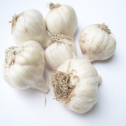 Garlic Seeds – Heirloom, Non-GMO, High Germination Organic Garden Seeds Planting