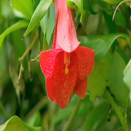 Lapageria Flower Seeds – Heirloom, Non-GMO, High Germination Organic Garden Seeds for Planting